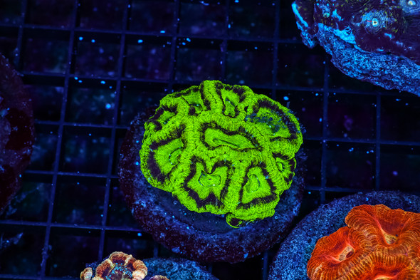 Alien Brain Asian Acan Colony WYSIWYG - SAQ Coral Farm