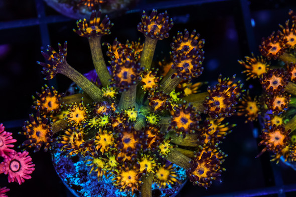Firecracker Goniopora WYSIWYG - SAQ Coral Farm