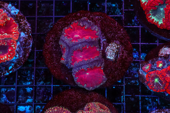 Dragon Blood Blastomussa WYSIWYG - SAQ Coral Farm