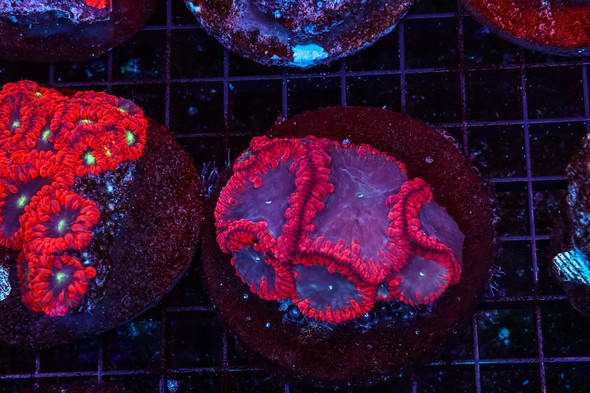 Dragon Blood Blastomussa WYSIWYG - SAQ Coral Farm