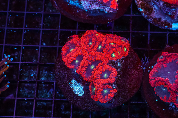 Vampire Blastomussa Colony WYSIWYG - SAQ Coral Farm