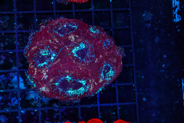 Purple Bowerbanki Colony WYSIWYG - SAQ Coral Farm