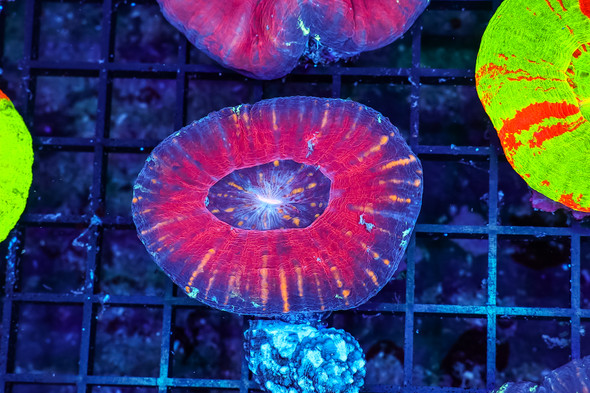 Purple Scoly WYSIWYG - SAQ Coral Farm