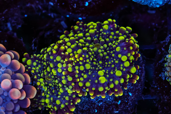 Shrek Green Yuma Mushroom WYSIWYG - SAQ Coral Farm