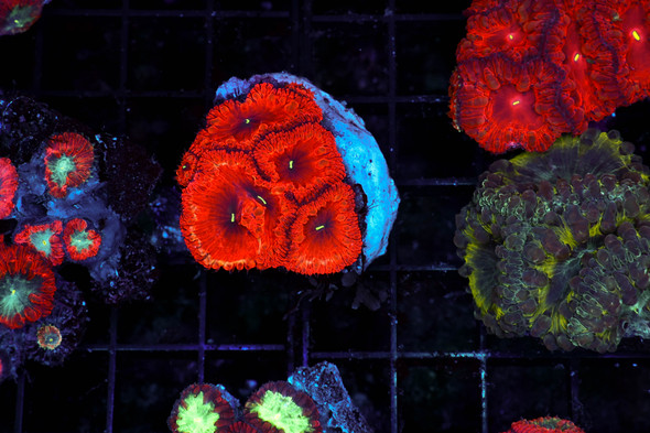 Dark Red Blastomussa WYSIWYG - SAQ Coral Farm