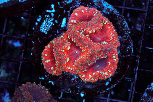 Blight Rose Blastomussa WYSIWYG - SAQ Coral Farm