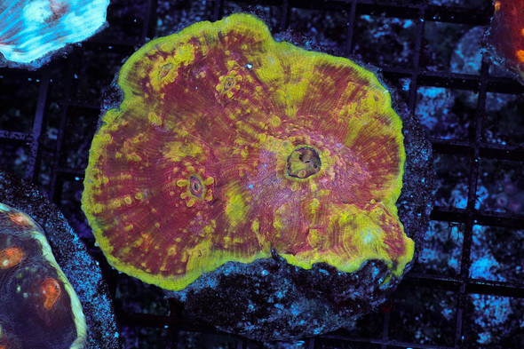 Yellow-Red Goo Chalice WYSIWYG - SAQ Coral Farm