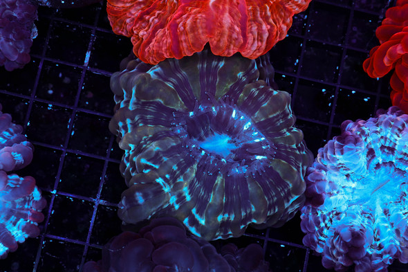 Blue Cynarina WYSIWYG - SAQ Coral Farm