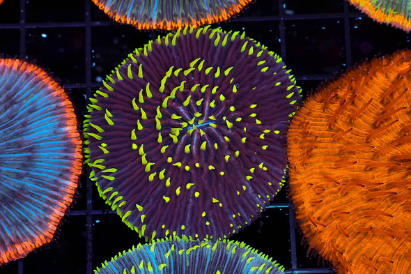 Purple Fungia Plate Coral WYSIWYG - SAQ Coral Farm
