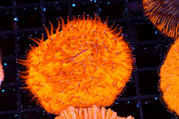 Inferno Fungia Plate Coral WYSIWYG - SAQ Coral Farm