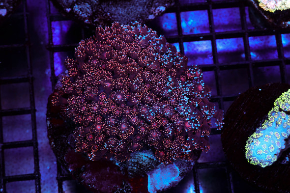 Purple Sparkle Goniopora Colony WYSIWYG - SAQ Coral Farm