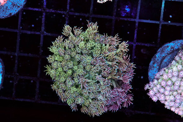 Lavender Garden Goniopora Colony WYSIWYG - SAQ Coral Farm