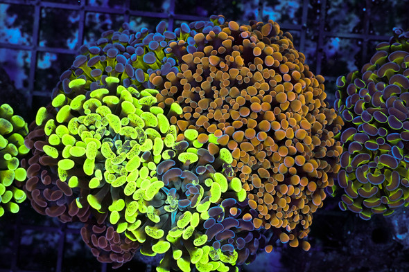 LG Hammer Garden Colony WYSIWYG - SAQ Coral Farm