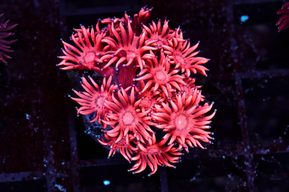 Red Aussie Goniopora WYSIWYG - SAQ Coral Farm