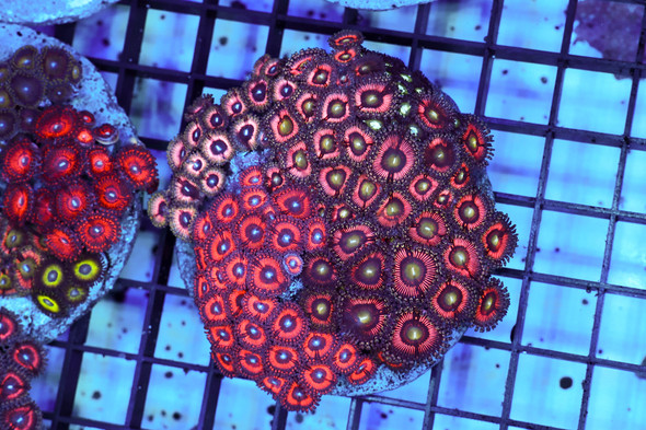 Zoanthid Combo Rock Colony WYSIWYG - SAQ Coral Farm