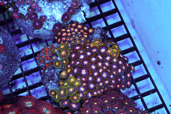 Zoanthid Combo Rock Colony WYSIWYG - SAQ Coral Farm