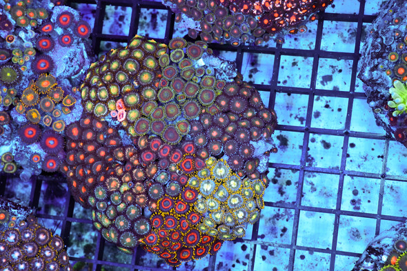 Zoanthid Combo Rock Colony WYSIWYG - SAQ Coral Farm