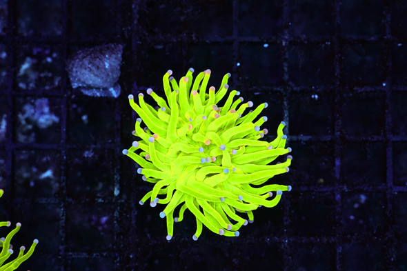 Holy Grail Torch WYSIWYG - SAQ Coral Farm