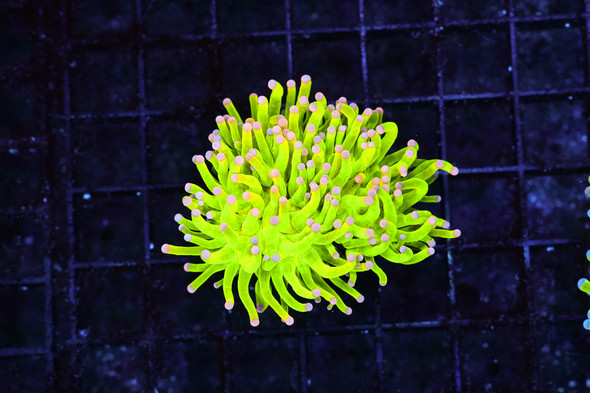 Holy Grail Torch WYSIWYG - SAQ Coral Farm