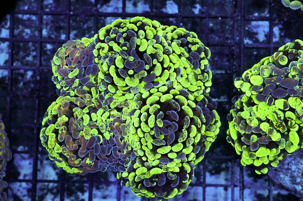Green Splatter Hammer Colony WYSIWYG - SAQ Coral Farm