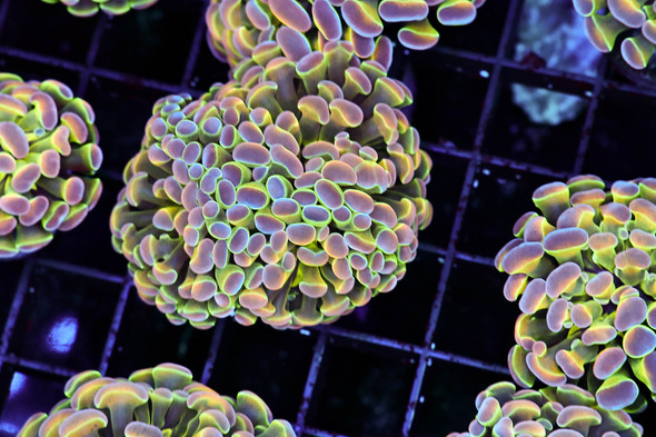 Tutti Frutti Hammer 3+ Heads Coral WYSIWYG - SAQ Coral Farm
