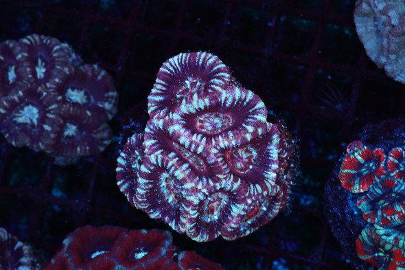 Purple Powder Asian Acan Coral WYSIWYG - SAQ Coral Farm