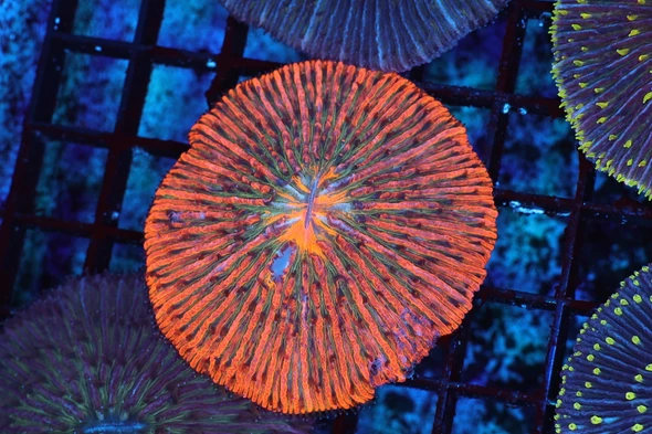 Forest Fire Fungia Plate Coral WYSIWYG - SAQ Coral Farm