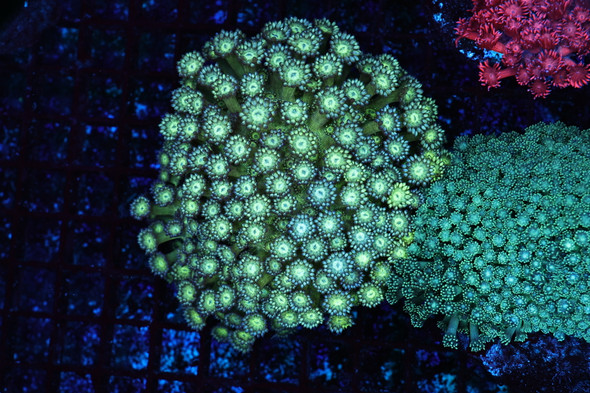 Green Goniopora Coral Colony WYSIWYG - SAQ Coral Farm