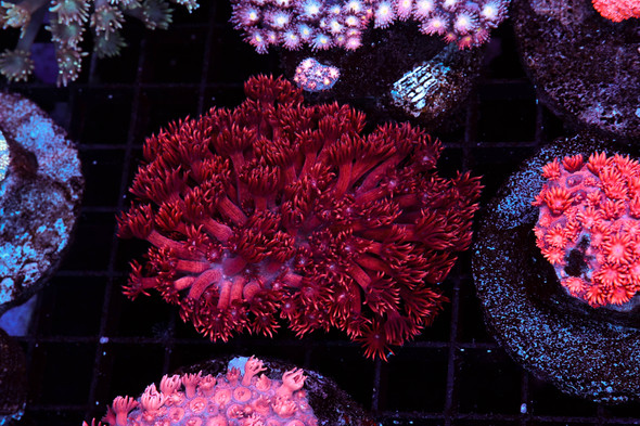Deep Red Goniopora Coral Colony WYSIWYG - SAQ Coral Farm