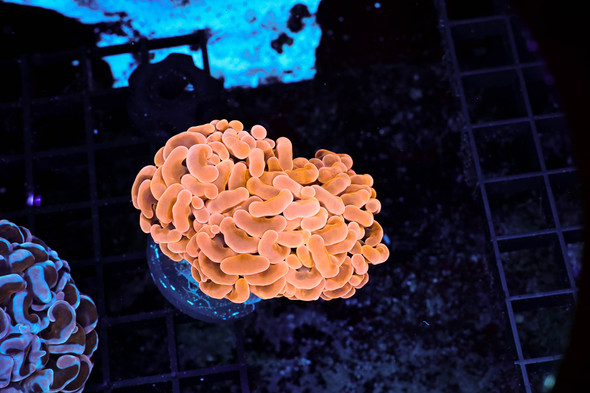 ULTRA Peach Ring Hammer WYSIWYG - SAQ Coral Farm