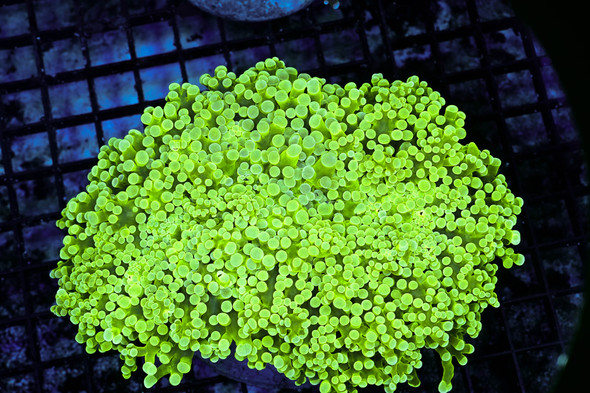 Neon Frogspawn Colony WYSIWYG - SAQ Coral Farm