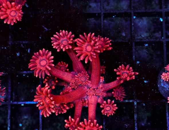 Red Goniopora WYSIWYG - SAQ Coral Farm