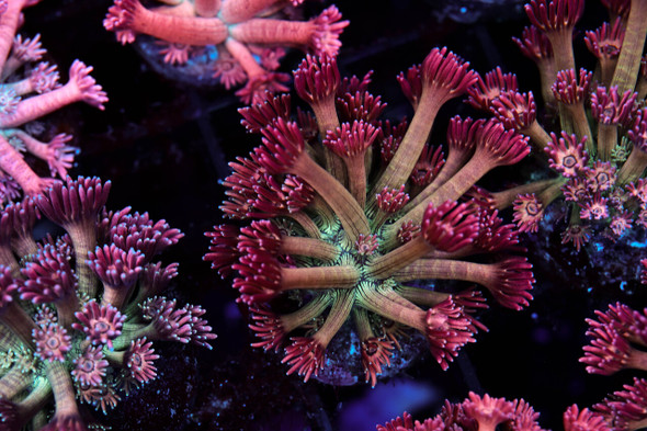 Key Lime Goniopora WYSIWYG - SAQ Coral Farm
