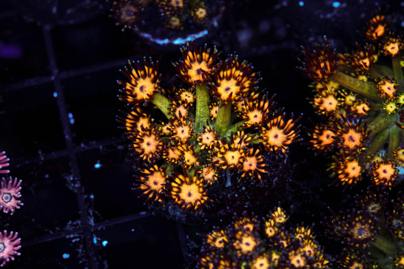 Firecracker Goniopora WYSIWYG - SAQ Coral Farm