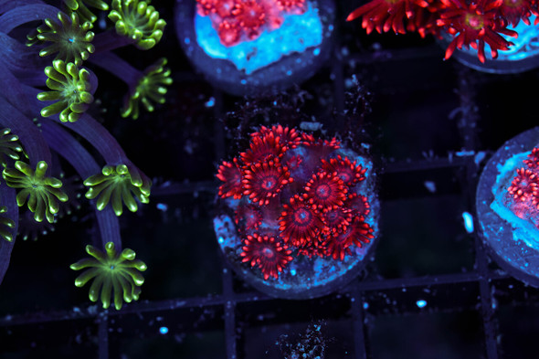 Red Goniopora WYSIWYG - SAQ Coral Farm
