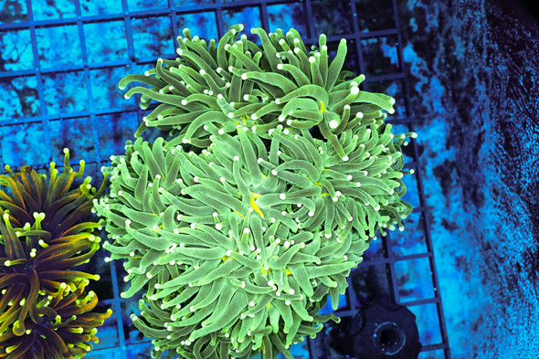 ULTRA Green Torch Colony WYSIWYG - SAQ Coral Farm