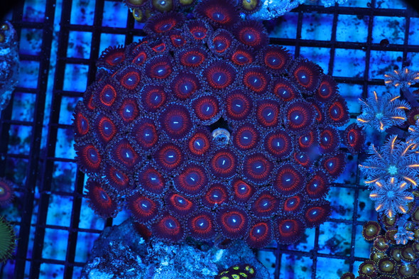 Red Zoanthid Rock Colony WYSIWYG - SAQ Coral Farm