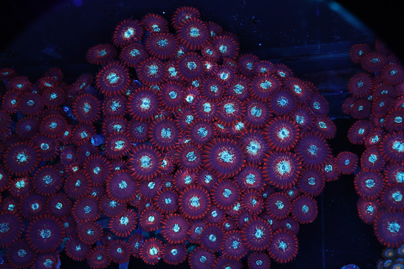 Red Zoanthid Rock Colony WYSIWYG - SAQ Coral Farm