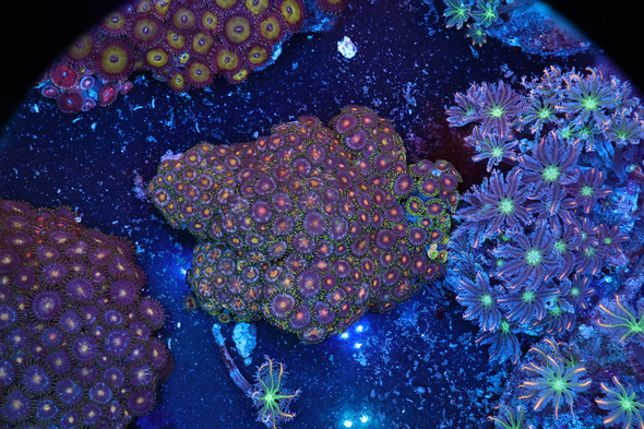 Zoanthid Rock Colony WYSIWYG - SAQ Coral Farm