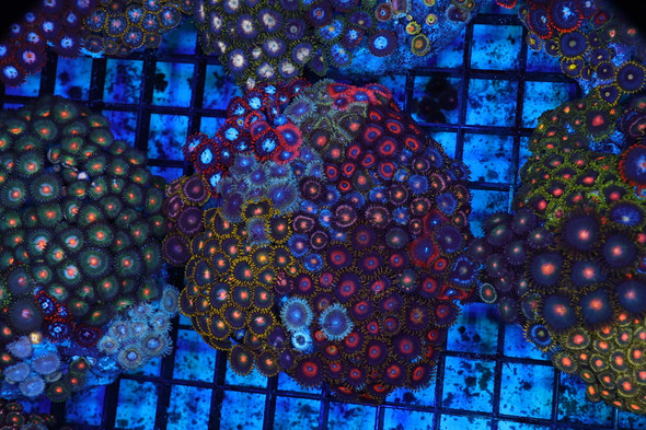 Zoanthid Rock Colony WYSIWYG - SAQ Coral Farm
