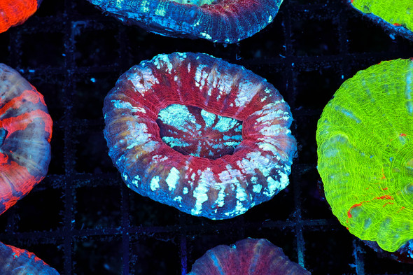 Frozen Over Scolymia Coral WYSIWYG - SAQ Coral Farm