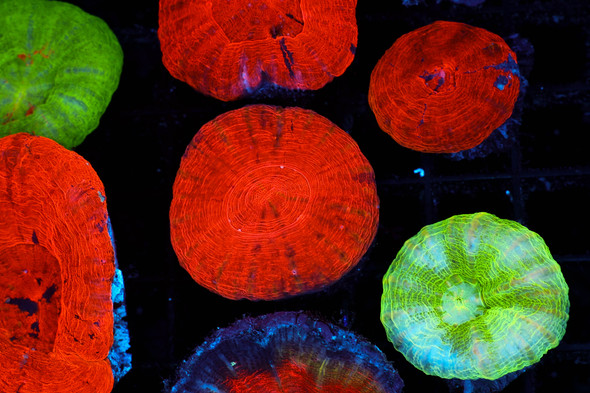 Red Scolymia Coral WYSIWYG - SAQ Coral Farm