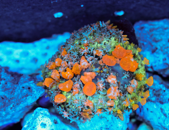 Sunkist Bounce Mushroom WYSIWYG - SAQ Coral Farm