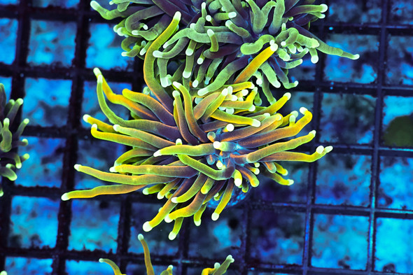 Ignited Dragon Torch WYSIWYG - SAQ Coral Farm