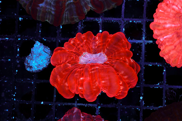 Bright Red Cynarina WYSIWYG - SAQ Coral Farm