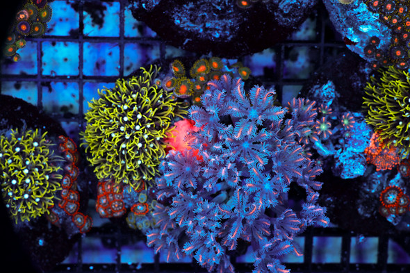 Multi-Zoanthid Rock WYSIWYG - SAQ Coral Farm