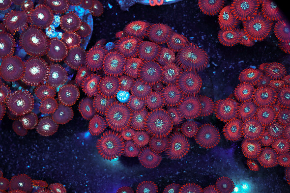 Red Zoanthid Rock WYSIWYG - SAQ Coral Farm