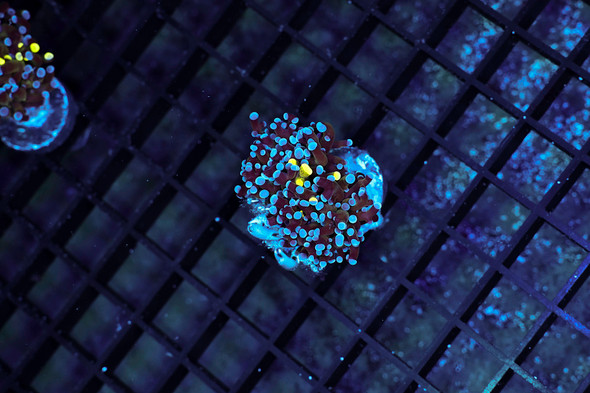 Grafted Frogspawn Coral WYSIWYG - SAQ Coral Farm