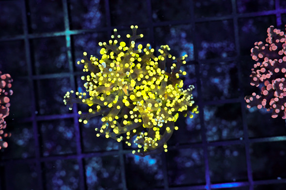 Ultra Yellow Frogspawn Coral WYSIWYG - SAQ Coral Farm