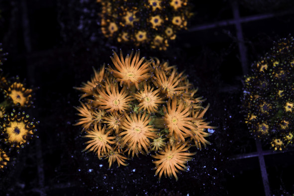 Firecracker Goniopora Coral WYSIWYG - SAQ Coral Farm